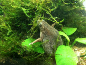 FAQs About African Dwarf Frogs Reproduction